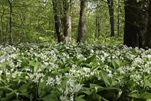 Wild Garlic Forest Prints: Wild garlic in a forest
