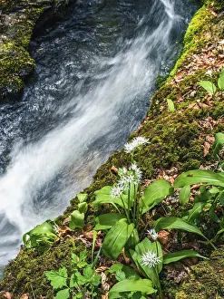 Ramson Inflorescence Prints: Wild Garlic over stream, Devon