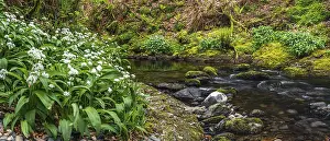 Amaryllidaceae Inflorescence Prints: Wild Garlic over stream, Devon