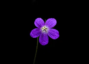 Wild Geranium Prints: Wild geranium, Geranium maculatum