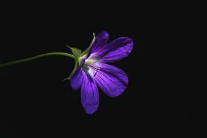 Black Background Photography Prints: Wild geranium, Geranium maculatum