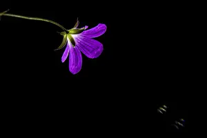 Wild Geranium Prints: Wild geranium, Geranium maculatum