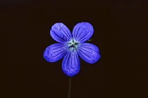 Eastern European Botany Prints: Wild geranium, Geranium maculatum