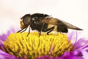 Close Up Flower Shots Prints: Macro Focus Stacking, Pellucid Fly or Pellucid Hoverflies or Large Pied-hoverfly (Volucella pellucens) on flower