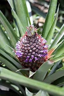 African Flora Prints: Wild pineapple (Ananas comosus)