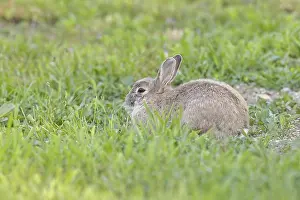 Wild Rabbit Prints: Wild rabbit (Oryctolagus cuniculus)