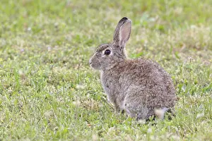 Wild Rabbit Prints: Wild rabbit (Oryctolagus cuniculus)