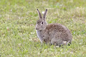 Wild Rabbit Austria Prints: Wild rabbit (Oryctolagus cuniculus)