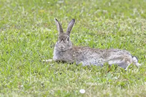 Lake Neusiedl Wildlife Prints: Wild rabbit (Oryctolagus cuniculus)