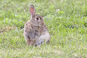 Austrian Wildlife Photography Prints: Wild rabbit (Oryctolagus cuniculus)