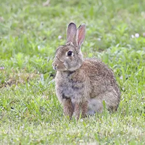 Wildlife In Austria Prints: Wild rabbit (Oryctolagus cuniculus)