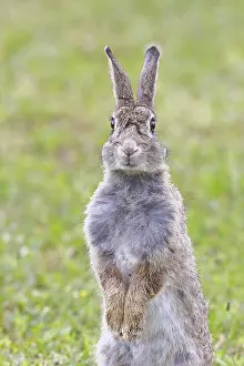 Wild Rabbit Prints: Wild rabbit (Oryctolagus cuniculus)