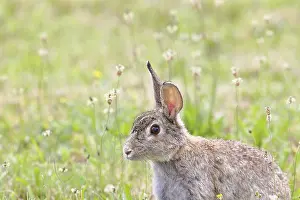 Lake Neusiedl Wildlife Prints: Wild rabbit (Oryctolagus cuniculus)