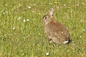 Oryctolagus Cuniculus Prints: Wild rabbit (Oryctolagus cuniculus)