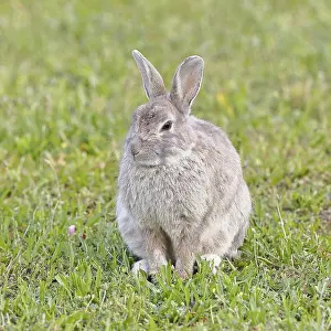 Oryctolagus Cuniculus Species Prints: Wild rabbit (Oryctolagus cuniculus)