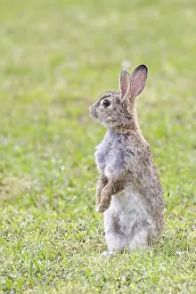 Rodent Animal Images Prints: Wild rabbit (Oryctolagus cuniculus)