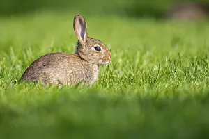 Oryctolagus Cuniculus Prints: Wild rabbit (Oryctolagus cuniculus)