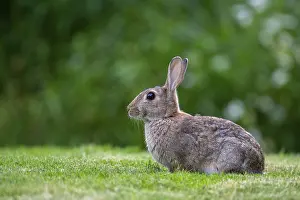 Lagomorpha Mammal Europe Prints: Wild rabbit (Oryctolagus cuniculus)