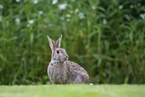 Wild Bunny Prints: Wild rabbit (Oryctolagus cuniculus)