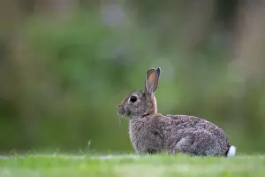 Oryctolagus Cuniculus Prints: Wild rabbit (Oryctolagus cuniculus)