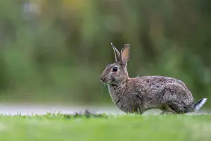 Lagomorpha Species Prints: Wild rabbit (Oryctolagus cuniculus)