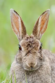 European Rabbit Prints: Wild rabbit (Oryctolagus cuniculus)