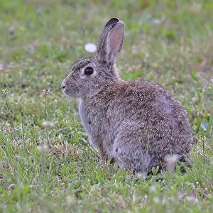 Austria Wildlife Prints: Wild rabbit (Oryctolagus cuniculus)