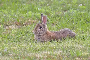 European Rabbit Prints: Wild rabbit (Oryctolagus cuniculus)