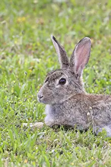 Rodent Portrait Photography Prints: Wild rabbit (Oryctolagus cuniculus)
