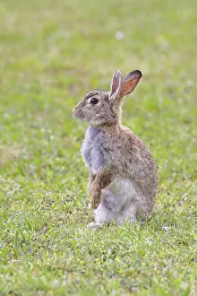 European Rabbit Prints: Wild rabbit (Oryctolagus cuniculus)