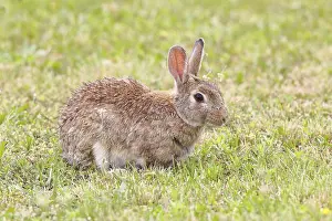 European Rabbit Prints: Wild rabbit (Oryctolagus cuniculus)