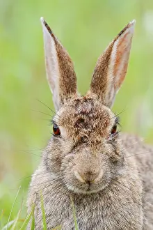 Lagomorpha Mammal Images Prints: Wild rabbit (Oryctolagus cuniculus)