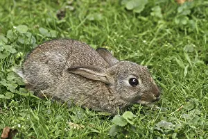 European Rabbit Prints: Wild rabbit, Oryctolagus cuniculus