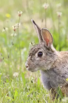 Austria Wildlife Prints: Wild rabbit (Oryctolagus cuniculus)