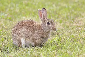 European Rabbit Prints: Wild rabbit (Oryctolagus cuniculus)