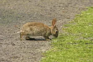 Young Animal Prints: Wild rabbit, Oryctolagus cuniculus