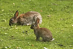 Young Animal Prints: Wild rabbit, Oryctolagus cuniculus