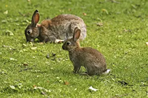 European Rabbit Prints: Wild rabbit, Oryctolagus cuniculus