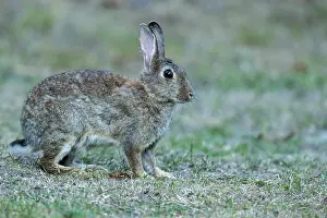 Central Europe Wildlife Prints: Wild rabbit (Oryctolagus cuniculus)