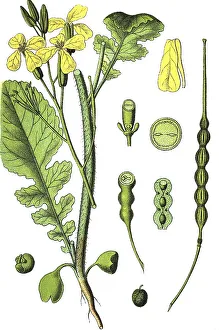 Brassicaceae Family Herbs Prints: Wild radish, jointed charlock (Raphanus raphanistrum)