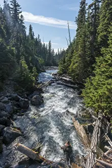Canadian Wilderness Photography Prints: Wild river surrounded by forest