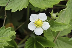 Wild Strawberry Blossom Prints: Wild strawberry (Fragaria vesca)