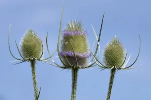 Boraginaceae Plants Prints: Wild teasel in bloom