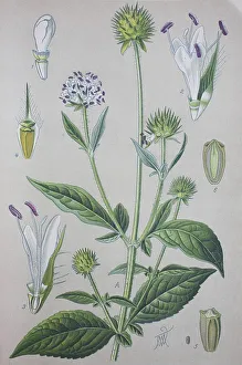 Wild Teasel Print, 1885
