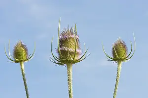 Dipsacoideae Family Prints: Wild teasel (Dipsacus fullonum)