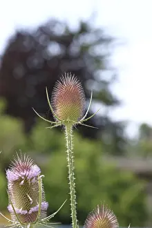 German Medicinal Plants Prints: Wild teasel (Dipsacus fullonum)