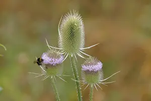 Franconian Lake District Nature Prints: Wild teasel (Dipsacus fullonum)