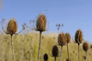 Empty Open Air Spaces Prints: Wild teasel (Dipsacus fullonum)