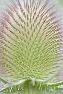 Wild Teasel Prints: Wild teasel (Dipsacus fullonum)
