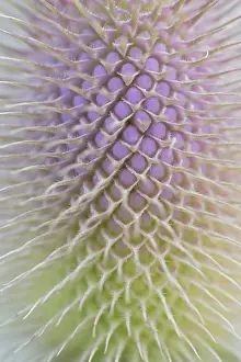 Wild Teasel Prints: Wild teasel (Dipsacus fullonum)